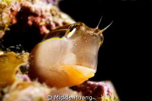Linear blenny
Northeast Coast Taiwan by Mickle Huang 